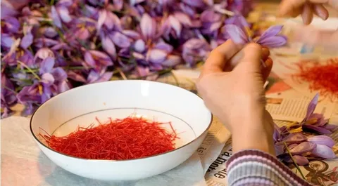 تصویر 3 از زعفران پوشال ممتاز با کیفیت بالا مناسب‌ مصرف رستوران ها